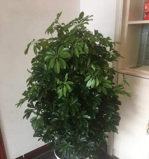 鸭掌木（探秘鸭掌木的妙用，保护你和家人的健康）