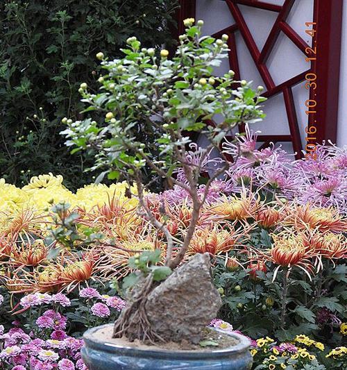 打造美丽菊花盆景（创意DIY，让家更有情调）