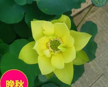 如何种植碗莲种子？（从选种到成长全过程，轻松掌握种植技巧）
