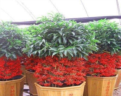 四季常青又耐寒的花大全（打造四季花园的不二选择）
