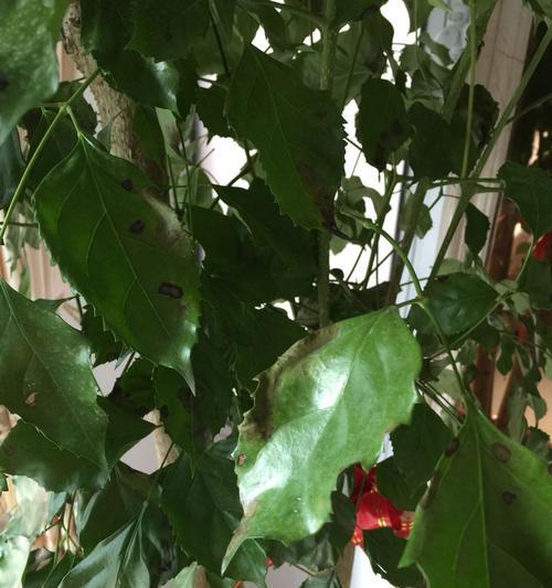 幸福树叶子发黄，你需要知道的原因和处理方法！（了解幸福树叶子发黄的各种原因以及如何处理）