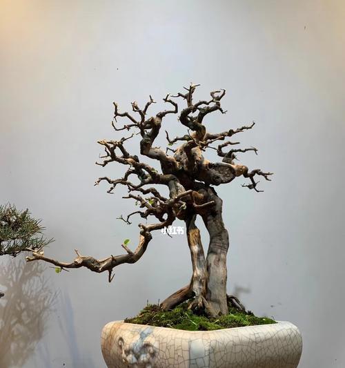如何养护优美的雀梅盆景（8个技巧让你的雀梅盆景更加美丽）