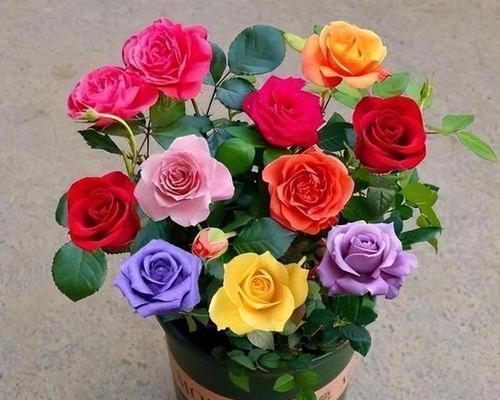 玫瑰花开花期多长时间？（探究玫瑰花开花期的影响因素及如何延长开花时间）