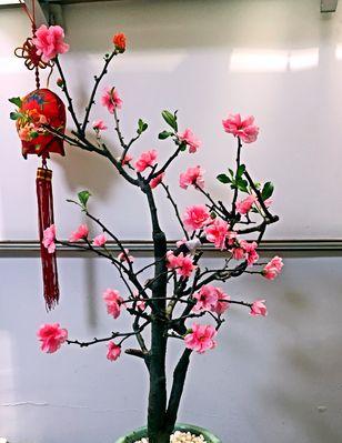 盆栽海棠花的种类图片大全（探秘盆栽海棠花的美丽世界）