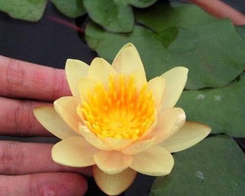 如何培育水培植物睡莲（从种植到养护，轻松打造美丽水上花园）