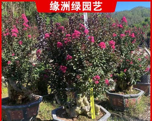 如何种植百日红盆景（百日红盆景的养殖技巧和注意事项）
