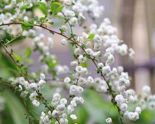 盛开白色花的春日花园（探寻那些美丽绽放的植物）