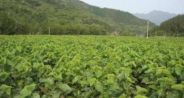 如何种植桑树苗（选择适宜时间和地点，培育优质桑树）