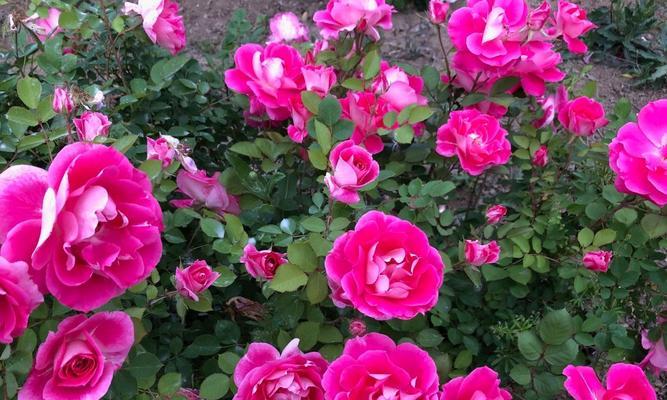 如何科学养护丰花月季（让你的花园更加繁花似锦）