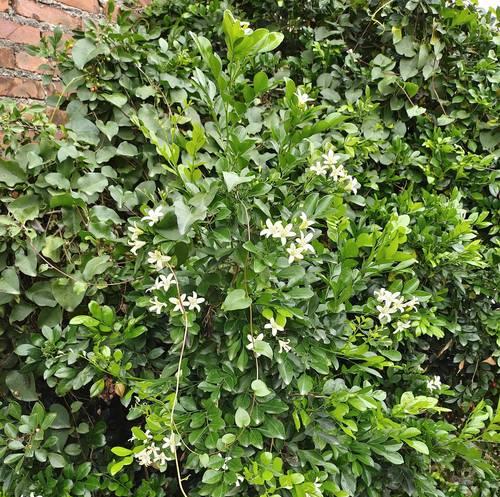九里香春天会发芽吗？——对于九里香植物开花的探究（春天来临，九里香是否会顺应季节开花？一起来探寻答案！）