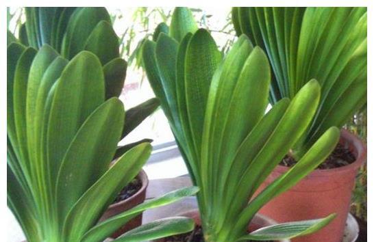 君子兰生长技巧详解（从小苗到成熟植株，掌握这些关键技巧）