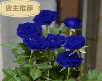 蓝色妖姬花的寓意与神秘魅力（探寻蓝色妖姬花的背后秘密）
