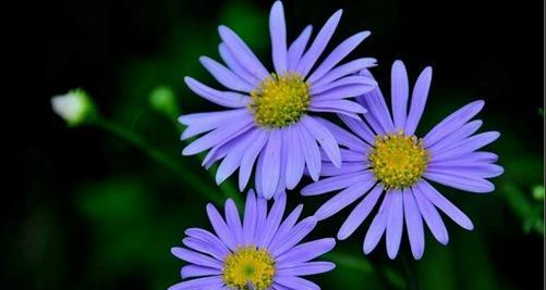 六月菊的花语（盛夏的花朵，寄托着勇气和梦想）