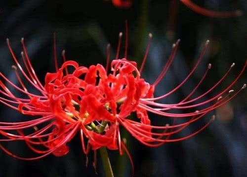 曼珠沙华花语的美丽与寓意（探寻曼珠沙华的神秘花语与文化内涵）