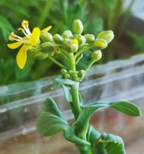 大白菜怎么种植（大白菜的栽培技术要点）