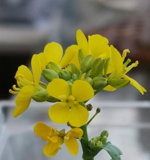 大白菜怎么种植（大白菜的栽培技术要点）