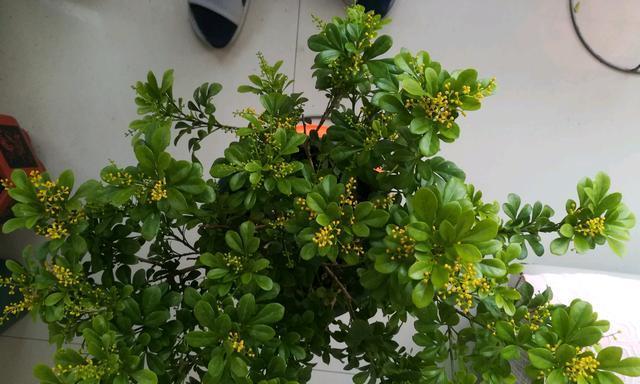 刚买的米兰花怎么养（有关米兰花的养护知识）