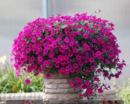 矮牵牛花种子几月份播种（矮牵牛播种时间和方法）