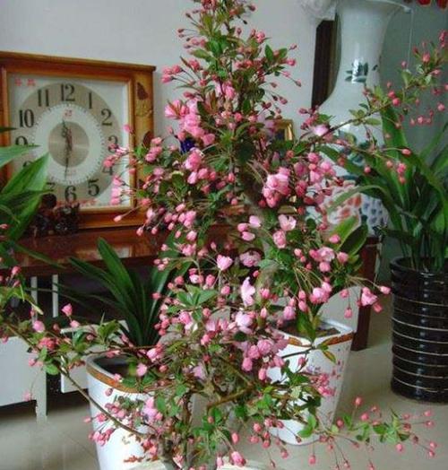 海棠花盆栽好养吗（海棠花的种植和养护）