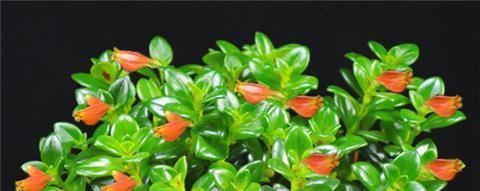 金鱼花怎么养殖（金鱼花养护的正确方法）