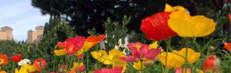 虞美人怎么种植方法（虞美人种植方法和时间）