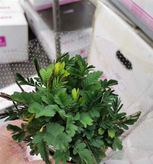 含羞草叶子发黄是怎么回事（含羞草叶子发黄的处理方法）