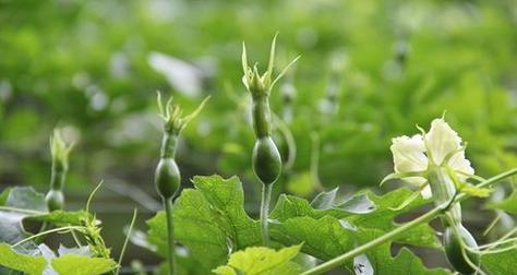 瓜枫怎么种植（瓜枫树盆栽种植方法）
