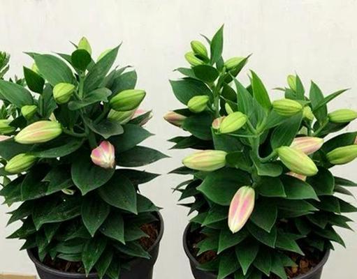 食用百合种植详细方法（百合的种植条件和技巧）
