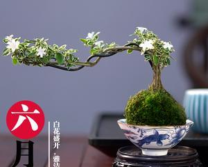 六月雪盆景的养殖方法（打造迷人盆景，从六月雪开始）