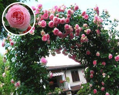 蔷薇什么时候开花（关于蔷薇的花期简介）