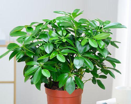室内水培花卉有哪些（适合室内水养的花卉介绍）