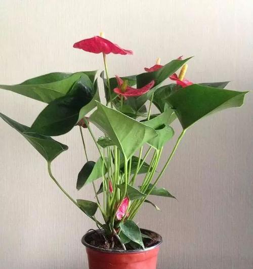 花卉红掌的养殖方法有什么（红掌花的养护方法）