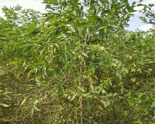 冬枣苗怎么培育（冬枣苗种植技术和管理）