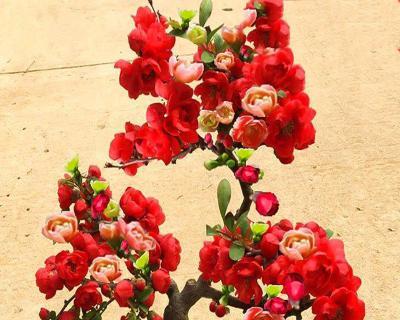 盆栽海棠花好养吗（有关海棠花养护要点）