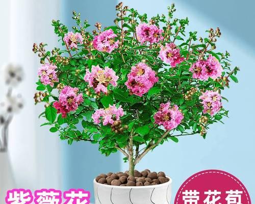 紫薇花怎么养（紫薇花的养殖方法和注意事项）