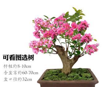 紫薇花怎么养（紫薇花的养殖方法和注意事项）