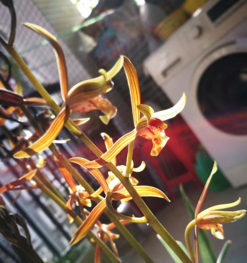 墨兰之恋（墨兰代表的花语及其象征意义）