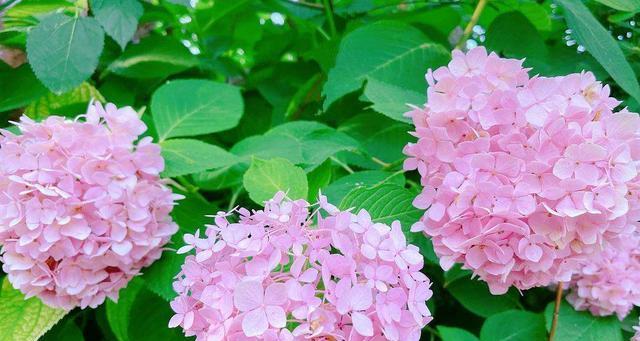 花开春天（以什么花代表春天）