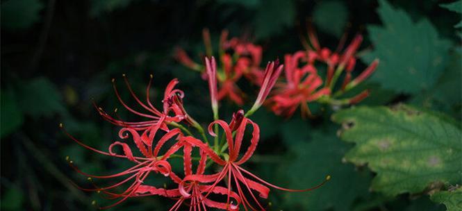 花语离别（以花传达离别的情感）