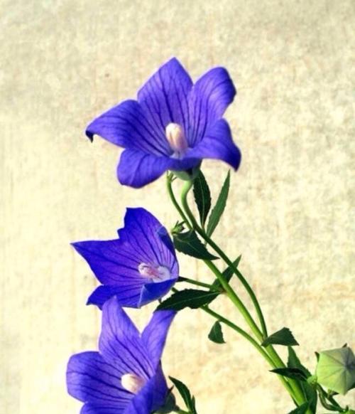 《暗恋男生之花语探秘》（揭开花语之谜）