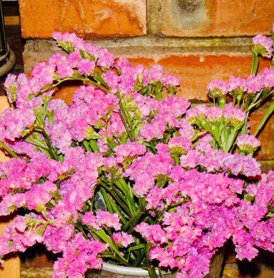 以勿忘我花为主题的花语——别忘记我（勿忘我花语的浪漫意义与深层含义）