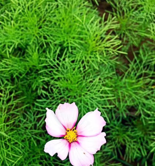 等我——以迟开花的牡丹花语为主题的文章（迟开花的牡丹）