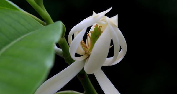 用讽刺的花语倾诉心声（以玫瑰花为象征的“虚伪”与“欺骗”）