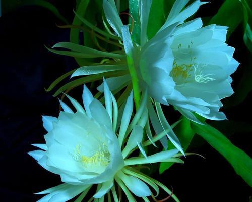 父爱如花开花谢（以康乃馨为象征）