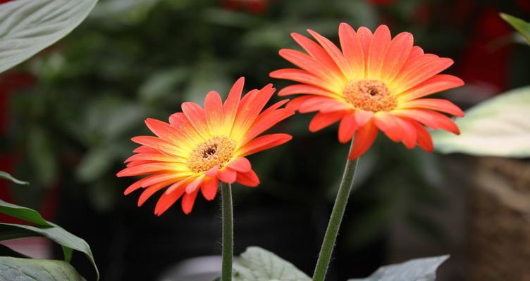 以向日葵的花语为鼓励，做的自己（阳光洒满心间）