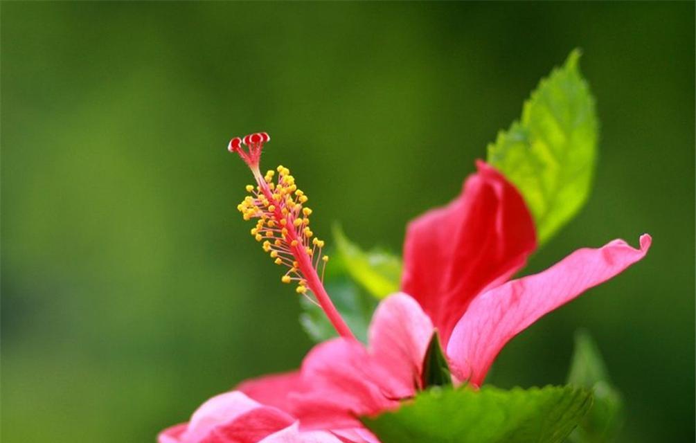 以向日葵花的花语鼓励人（阳光般的鼓励）