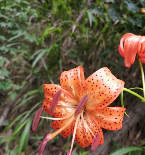 黑夜中的光明——白花的花语（揭开白花花语中的光明密码）