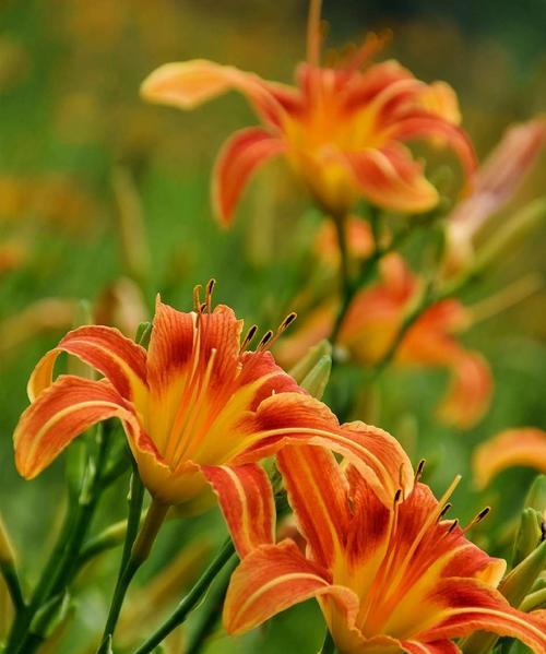 黑夜中的光明——白花的花语（揭开白花花语中的光明密码）