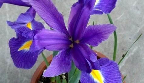 以百合花的花语探讨谎言的本质（揭示谎言的真相与伤害）