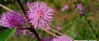 回忆如花（勿忘我花语）